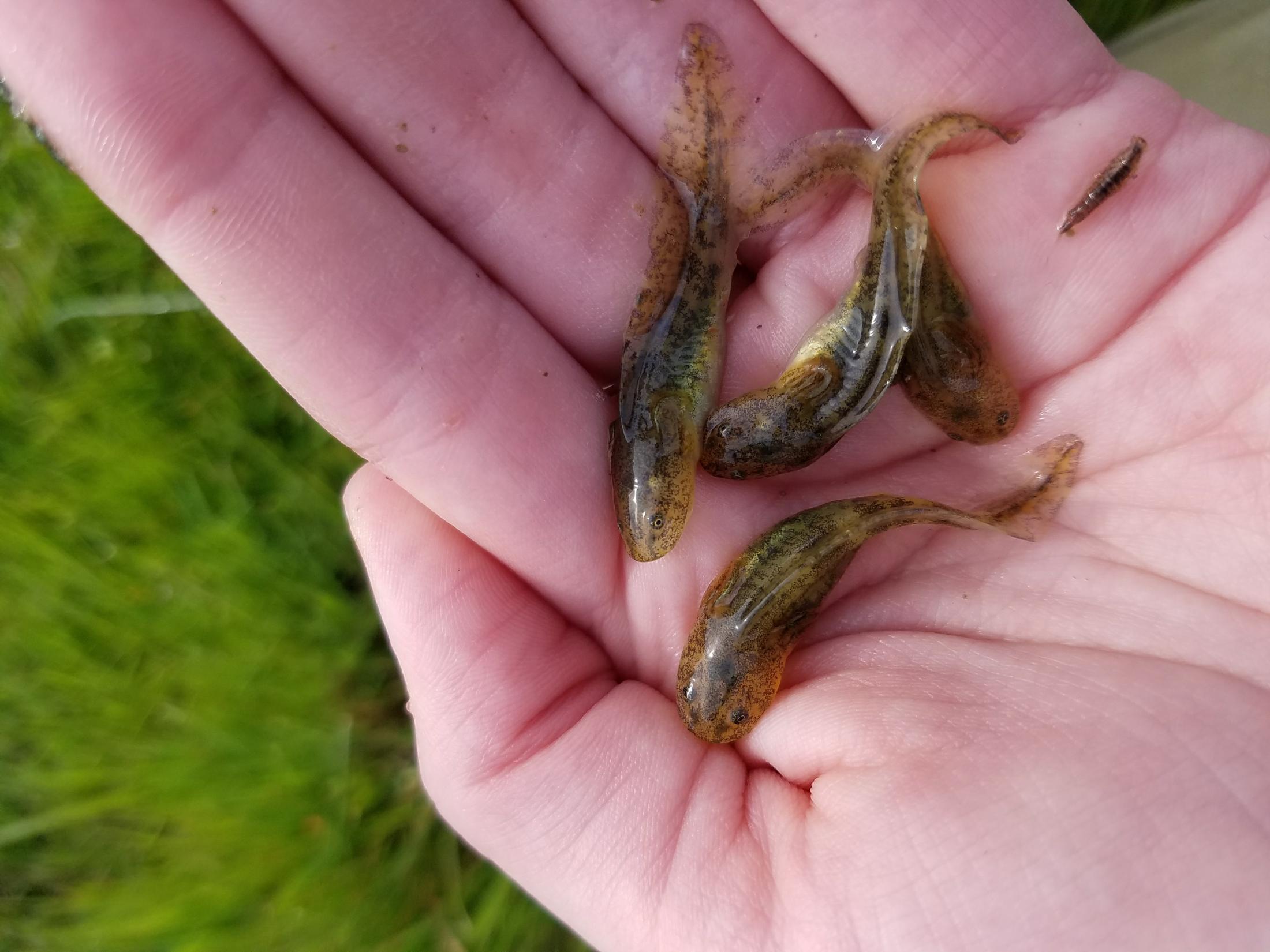 Vernal Pool Tadpole Shrimp, California Tiger Salamander and Conservancy Fairy Shrimp